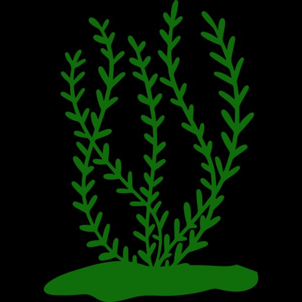 Sea Plants 3 Thumbnail